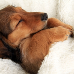 small dog sleeping in white sheets